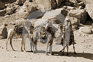 Unidentified man looks for tourists for camel ride