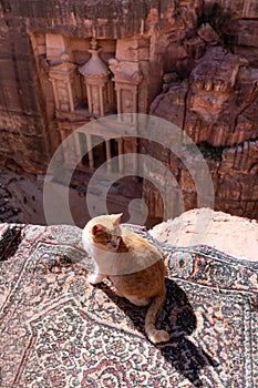Petra, the rose city famous landmark and travel destination in Jordan, with a cat enjoy sunbathing