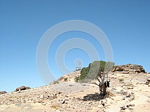 Petra's desert