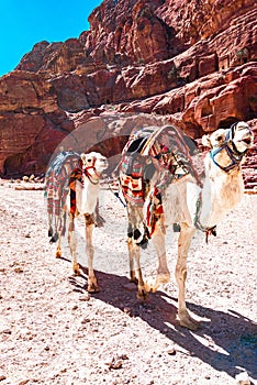 Petra, Wadi Musa, Jordan: Bedouin camel walking near the treasury Al Khazneh photo