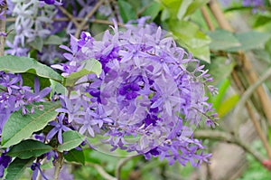 Petrea Flowers