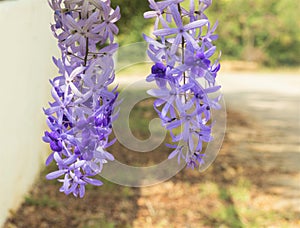 Petrea Flowers.