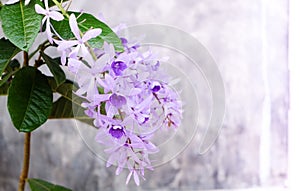 Petrea Flowers on the bright texture background.