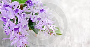 Petrea Flowers on the bright texture background.