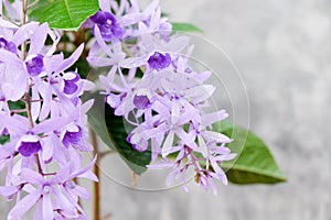 Petrea Flowers on the bright texture background.