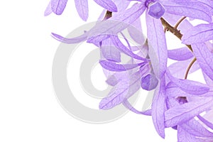 Petrea Flowers. (Queen's Wreath, Sandpaper Vine, Purple Wreath)