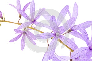 Petrea Flowers. (Queen's Wreath, Sandpaper Vine, Purple Wreath)