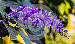 Petrea, kohautiana.