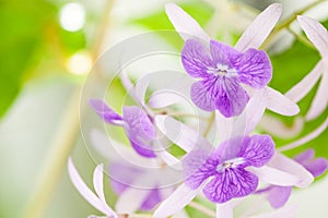 Petrea racemosa flowers