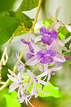 Petrea racemosa flowers