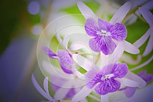 Petrea racemosa flowers