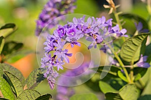 Petrea racemosa, purple wreath or sandpaper vine flower