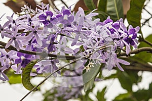 Petrea volubilis aka Purple Wreath