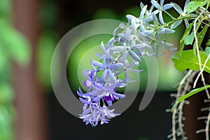 Petrea volubilis with blurred background