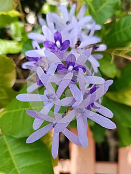 Petrea volubilis, commonly known as purple wreath, queen's wreath or sandpaper vine,