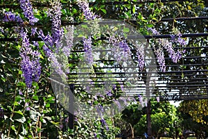 Petrea volubilis flower