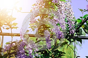 Petrea volubilis flower