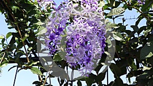 Petrea volubilis flower