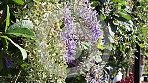 Petrea volubilis flower