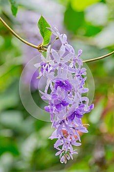 Petrea volubilis flowers