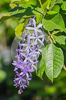 Petrea volubilis flowers, Purple vine flowers.