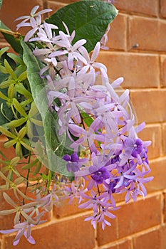 Petrea volubilis L.