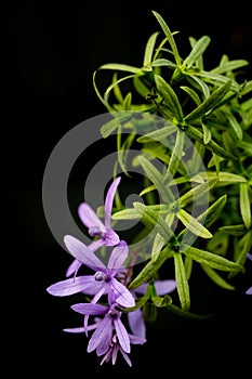 Petrea volubilis L. on black background