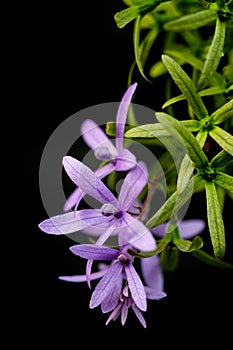 Petrea volubilis L. on black background