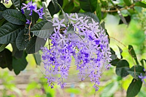 Petrea volubilis L or Sandpaper vine flowers tree