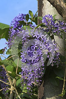 Petrea volubilis or purple wreath with violet flowers