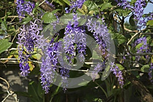 Petrea volubilis or purple wreath with violet flowers