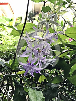 Petrea volubilis or Sandpaper vine or Purple wreath or Queen`s wreath or Petrea kohautiana or Petre racemosa or Bluebird vine flow