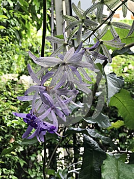 Petrea volubilis or Sandpaper vine or Purple wreath or Queen`s wreath or Petrea kohautiana or Petre racemosa or Bluebird vine flow