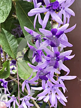 Petrea volubilis or Sandpaper vine or Purple wreath or Queen`s wreath or Petrea kohautiana or Petre racemosa flowers.