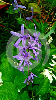 Petrea volubilis, umumnya dikenal sebagai karangan bunga ungu, karangan bunga ratu photo