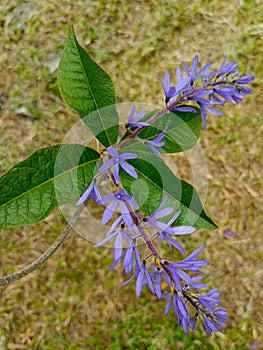 petrea voluvilis photo