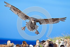 Petrel in flight. Giant petrel, big sea bird on the sky. Bird in the nature habitat. Sea animal from Sea Lion Island, Falkland Isl photo