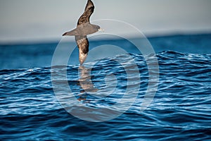 Petrel in flight. The white-chinned petrel or Cape hen.  Scientific name: Procellaria aequinoctialis. South Africa