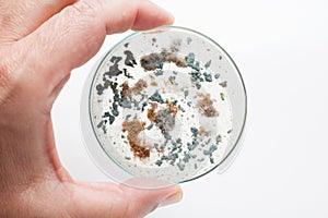 Petri dish