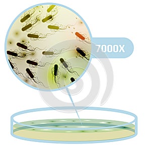 Comida bacterias colonia magnificado Área ilustrado 