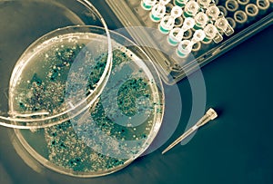 Petri dish with  bacterial colonies,