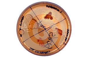 Petri dish and bacterial colony