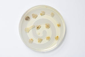 Petri dish and culture media with bacteria on white background with clipping, solid media, nutrient agar, Test various germs.