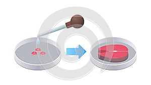 petri dish with fish steak cultured raw red meat made from animal cells artificial lab grown meat production