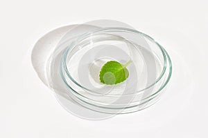 Petri dish with green herb leaf