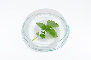 Petri dish with green herb leaf