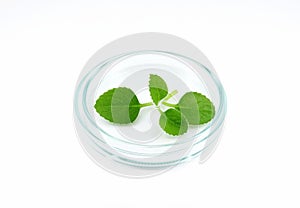 Petri dish with green herb leaves