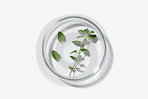 Petri dish with green plant on white background, top view