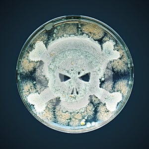 Petri dish with bacteria in the shape of a skull and crossbones photo