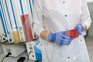 A petri dish in the hands of a laboratory assistant, a medical laboratory
